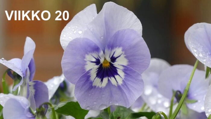 VIIKKO 20 TAPAHTUMAT

MAANANTAI KLO 15-16 ASTMAINFO Yhdistyksen toimistolla, Asentajantie 13. Terveiset viime viikon astmaillan tapahtumasta, tietoa astmasta ja astman hoidosta. Kaikille avoin ja maksuton tapahtuma,

MAANANTAI KLO 16-18 HENGITYSSAIRAIDEN VERTAISRYHMÄ, yhdistyksen toimisto, Asentajantie 13. Tervetuloa keskustelemaan, kysymään ja kuulemaan toisten hengityssairaiden ja heidän läheisten kokemuksista.  Matalan kynnyksen tapaaminen kahvikupillisen ääressä. Ryhmää vetää yhdistyksen vertaisohjaaja. Kaikille avoin, maksuton tapaaminen. Kevään viimeinen.

TIISTAI KLO 10.00 BOCCIA, Turengin liikuntahalli. Kaikille avoin, maksuton pelihetki.

TIISTAI KLO 10-13 UNIPNEAINFO Olkapiste, keskussairaalan aula. Tervetuloa kysymään ja keskustelemaan uniapneasta ja uniapnean hoidosta sekä yhdistyksen toiminnasta.

TIISTAI KLO 10.00 VERKKOVERTAISTAPAAMINEN Päivän porinat. Mitä sinulle kuuluu? Mitä mietit tänään? Tule ja kerro! Tarjolla on päivän porinatuokio kaikille puhetaitoisille. Keskustelua kuljettaa vertaistoiminnan kehittäjä Päivi Suuniittu. Liittymisohjeet: https://www.hengitysliitto.fi/tapahtuma/paivan-porinat-2/

TIISTAI KLO 18.00 VERKKOTILAISUUS: Kokemustietoa ja vinkkejä: Työikäisen astman omahoito. Astman omahoidon tavoitteena on oireettomuus ja pahenemisvaiheiden ehkäisy. Se koostuu esimerkiksi lääkityksestä, oman voinnin seuraamisesta, ärsykkeiden välttämisestä ja säännöllisestä liikunnasta. Kokemustoimijat Krista Ananin ja Petri Mäkynen keskustelevat omahoidon merkityksestä astman hoidossa. Illan alustavat Astman omahoito ABC -hankkeen hanketyöntekijät Kati Tuominen ja Sanna Lankinen Filha ry:stä. Liittymislinkki: https://www.hengitysliitto.fi/tapahtuma/kokemustietoa-ja-vinkkeja-tyoikaisen-astman-omahoito/

KESKIVIIKKO KLO 17.00 ETÄJUMPPA Virkeyttä viideltä KEPPIJUMPPA. Keppijumppa parantaa lihaskuntoa ja rintarangan liikkuvuutta. Mukaan jumppakeppi tai harjan varsi. Liittymislinkki: https://www.hengitysliitto.fi/tapahtuma/virkeytta-viidelta-keppijumppa-6/

KESKIVIIKKO KLO 18.00 VERKKOTILAISUUS TUOKSUTONTUPA. Askarruttavatko arki ja tuoksut? Tämä tupa on tuoksuton! Astu sisään tupaamme ja tule vaihtamaan ajatuksia sekä kokemuksia koulutettujen vertaistukijoidemme kanssa tuoksuista ja tuoksuttomuudesta. Liittymisohjeet: https://www.hengitysliitto.fi/tapahtuma/tuoksuton-tupa/

KESKIVIIKKO KLO 18.00 UNIAPNEAHOITAJAN KYSELYTUNTI. Sertifioitu uniapneahoitaja Armi Luukkonen vastaa uniapneaa ja sen omahoitoa koskeviin kysymyksiin. Tule ja kysy! Liittymislinkki: https://www.hengitysliitto.fi/tapahtuma/uniapneahoitajan-kyselytunti-12/

TORSTAINA viimeinen päivä ilmoittautua kesäretkelle Heinolaan (17.6.). Lisätietoja Katukiikarin sivu 16. Yksi paikka jäljellä. Ilmoittaudu toimistolle.

TORSTAI KLO 13.00 VERTAINEN TAVATTAVISSA VERKOSSA Askarruttavatko arki ja keuhkofibroosi? Juttuhetki vertaisten kesken voi auttaa. Tervetuloa vaihtamaan ajatuksia ja kokemuksia vertaistukijoiden Antin ja Railan kanssa. Liittymisohjeet: Askarruttavatko arki ja keuhkofibroosi? Juttuhetki vertaisten kesken voi auttaa. Tervetuloa vaihtamaan ajatuksia ja kokemuksia vertaistukijoiden Antin ja Railan kanssa.

TORSTAI KLO 18.00 VERKKOTILAISUUS Mitä me ukot voitais tehdä? Naiset ovat enemmistönä vertaistoiminnan osallistujajoukossa. Myös ohjaajista valtaosa on kauniimman sukupuolen edustajia. Minkälainen vertaistekeminen saisi miehiä mukaan? Voisiko miehille suunnattu oma toiminta olla osa ratkaisua? Tervetuloa juttusille Hengitysliiton Silmuun! Keskustelua Voimala-huoneessa kuljettaa vertaisaktiivi Pasi Mäkinen. Liittymisohjeet: https://www.hengitysliitto.fi/tapahtuma/mitas-me-ukot-voitais-tehda/

Mukavaa viikkoa kaikille.